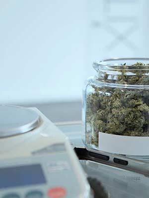 State-regulated cannabis. What is it and when and where can you buy it?