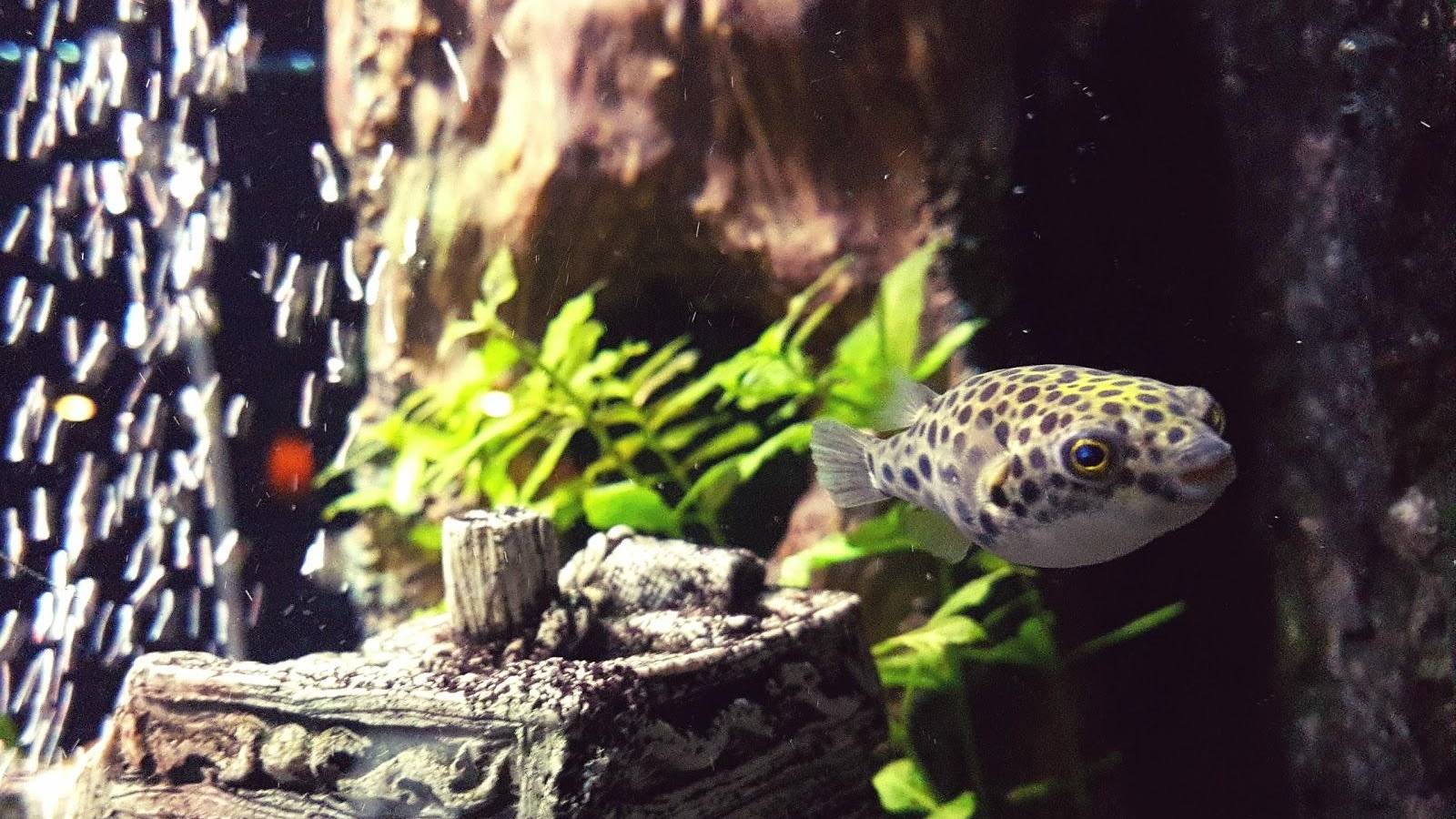 Coffeeshop Flamingo 4