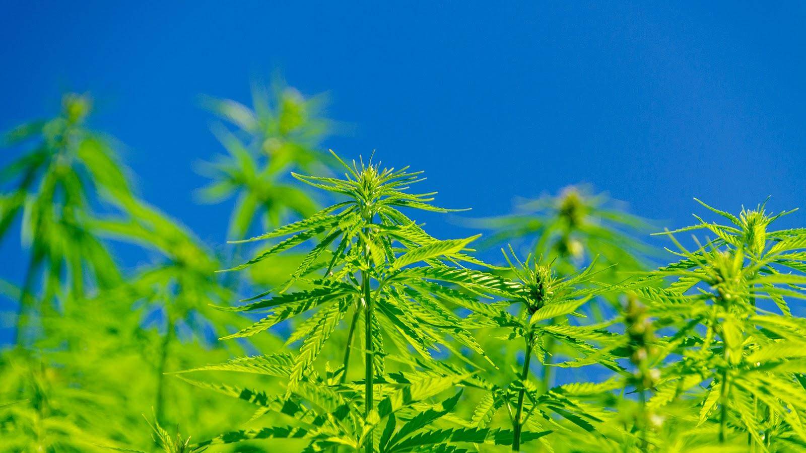 Amsterdam Genetics 2